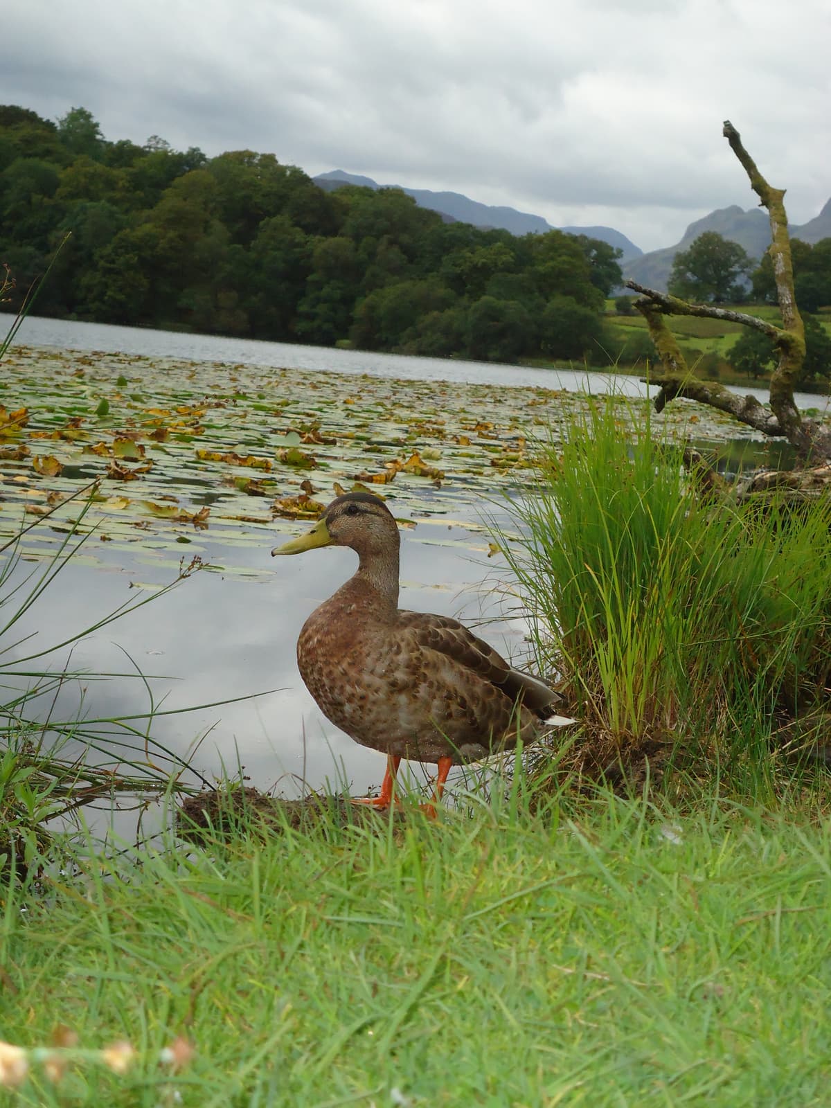 the lakes/DSC05754.JPG